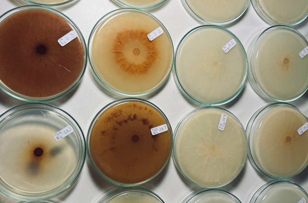 Estudios UdeC revela dos nuevas especies del hongo Morchella en Chile